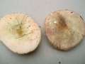 Russula versicolor - Vielfarbiger Tubling - Helmstedt