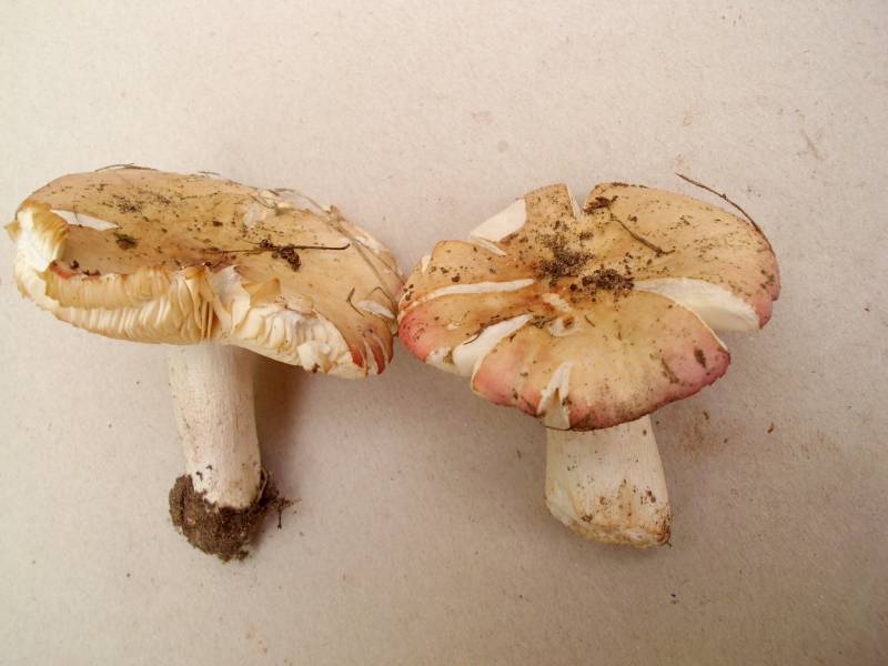 Pilze-Russula, versicolor, Vielfarbiger Täubling, Helmstedt, Betula ...