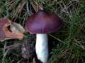 Russula amara - Buckel-Tubling - Hdingen