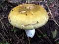Russula&nbsp;aeruginea&nbsp;-&nbsp;Grasgr�ner T�ubling&nbsp;-&nbsp;H�dingen