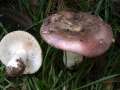 Russula pulchella - Verblassender Tubling - Hdingen