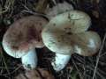 Russula pulchella - Verblassender Tubling - Hdingen