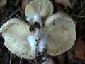 Russula pulchella - Verblassender Tubling - Hdingen