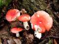 Russula nobilis - Buchen - Spei-Tubling - Hdingen