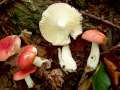 Russula nobilis - Buchen - Spei-Tubling - Hdingen