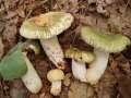 Russula virescens - Grngefeldeter Tubling - Hdingen