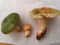 Russula virescens - Grngefeldeter Tubling - Hdingen