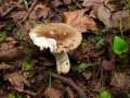 Russula insignia - Milder Kammtubling - Hdingen