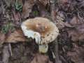Russula insignia - Milder Kammtubling - Hdingen