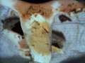 Russula vesca - Speise-Tubling - Hdingen