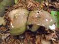 Russula cyanoxantha - Frauen -Tubling - Hdingen