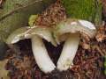 Russula cyanoxantha - Frauen -Tubling - Hdingen