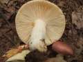 Russula vesca - Speise-Tubling - Hdingen