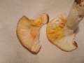 Russula vesca - Speise-Tubling - Hdingen