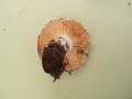 Russula nigricans - Dickblttriger Schwrztubling - Hdingen