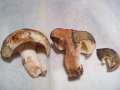 Russula nigricans - Dickblttriger Schwrztubling - Hdingen