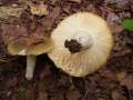 Russula heterophylla - Grner Speise-Tubling - Hdingen