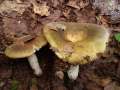 Russula heterophylla - Grner Speise-Tubling - Hdingen