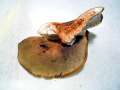 Russula heterophylla - Grner Speise-Tubling - Hdingen