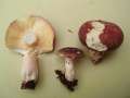 Russula&nbsp;olivacea&nbsp;-&nbsp;Rostieliger Ledert�ubling&nbsp;-&nbsp;H�dingen