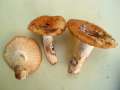 Russula&nbsp;foetens var.foetens&nbsp;-&nbsp;Stinkt�ubling&nbsp;-&nbsp;H�dingen