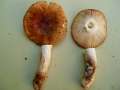 Russula&nbsp;foetens var.foetens&nbsp;-&nbsp;Stinkt�ubling&nbsp;-&nbsp;H�dingen