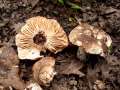 Russula nigricans - Dickblttriger Schwrz-Tubling - Hdingen
