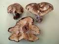 Russula nigricans - Dickblttriger Schwrz-Tubling - Hdingen