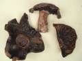 Russula nigricans - Dickblttriger Schwrz-Tubling - Hdingen