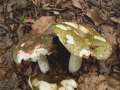 Russula elaeodes - Grner Herings-Tubling - Hdingen