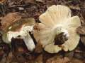 Russula elaeodes - Grner Herings-Tubling - Hdingen