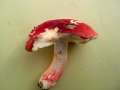 Russula pseudointegra - Ockerblttriger Zinnobertubling - Hdingen