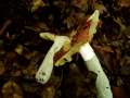 Russula pseudointegra - Ockerblttriger Zinnobertubling - Hdingen