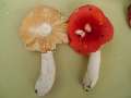 Russula pseudointegra - Ockerblttriger Zinnobertubling - Hdingen