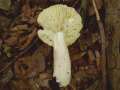 Russula grisea - Tauben-Tubling - Hdingen