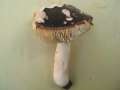 Russula grisea - Tauben-Tubling - Hdingen
