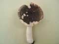 Russula grisea - Tauben-Tubling - Hdingen
