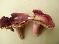 Rotstieliger Ledertubling