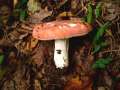 Russula rosea - Harter Zinnobertubling - Hdingen