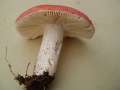 Russula&nbsp;rosea&nbsp;-&nbsp;Harter Zinnobert�ubling&nbsp;-&nbsp;H�dingen