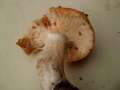 Russula foetens var.foetens - Stiktubling - Hdingen