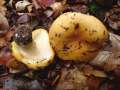 Russula ochroleuca - Ockertubling - Hdingen