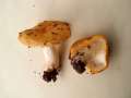 Russula ochroleuca - Ockertubling - Hdingen