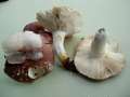 Russula vesca - Speise Tubling - Hdingen