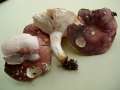 Russula vesca - Speise Tubling - Hdingen