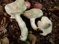 Russula vesca - Speise Tubling - Hdingen