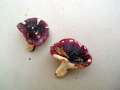 Russula bresadolae - Purpurschwarzer Tubling - Hdingen