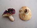 Russula bresadolae - Purpurschwarzer Tubling - Hdingen
