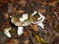 Russula cyanoxantha - Frauen Tubling - Hdingen