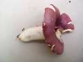 Rotstieliger Leder Tubling
